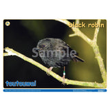 NZ Native Forest Birds 2