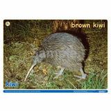 NZ Native Forest Birds 2
