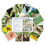 Common Bugs (pdf download)