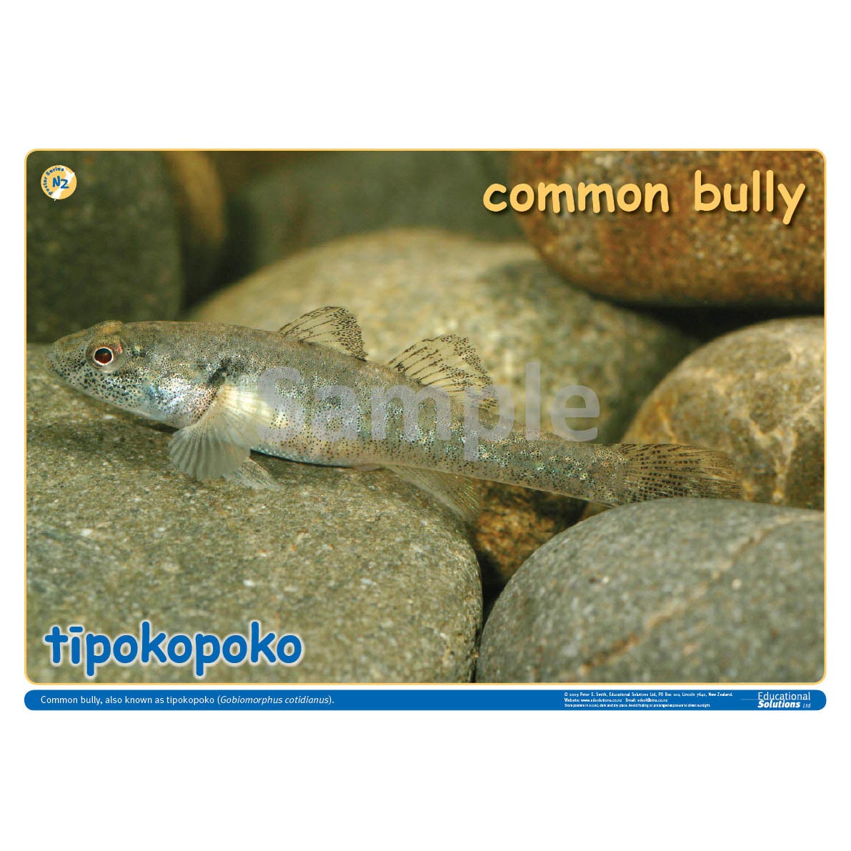 NZ Native Freshwater Fish 2 DIGITAL FILE – Science Resource Box