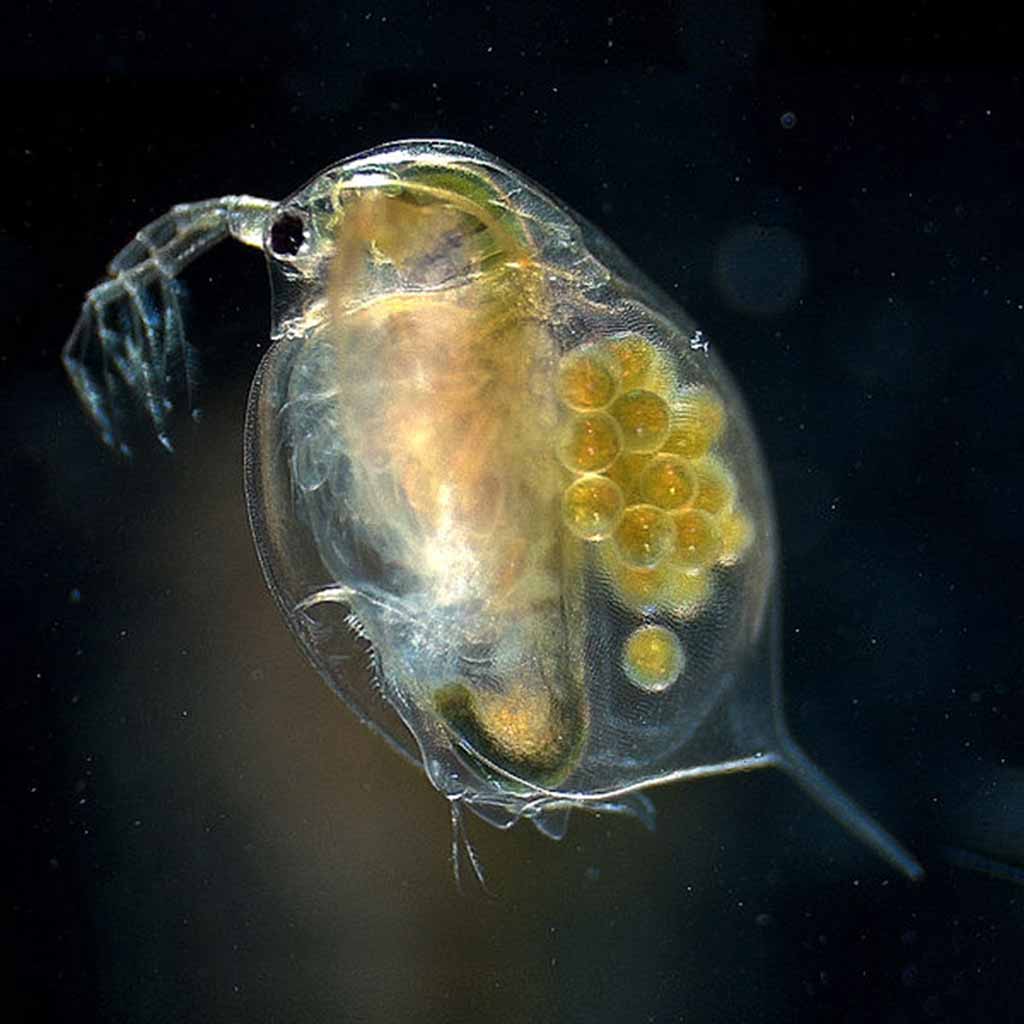 Daphnia With Eggs Photograph By Walker Fine Art America