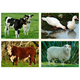 Farmyard Animals