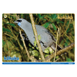 NZ Native Forest Birds 1