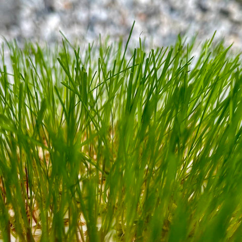 Lawn seeds