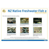 NZ Native Freshwater Fish 2