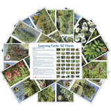 NZ Plants (pdf download)