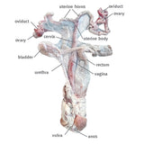 female pig reproductive system with labels