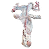 female pig reproductive system