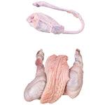 male pig reproductive organs