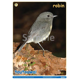 NZ Native Forest Birds 3