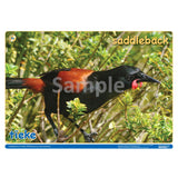 NZ Native Forest Birds 1