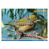 NZ Native Forest Birds 2