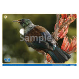 NZ Native Forest Birds 1