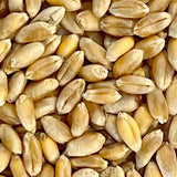 Wheat seeds