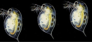 Daphnia live birth (parthenogenesis)