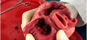 Mammal heart dissection guide