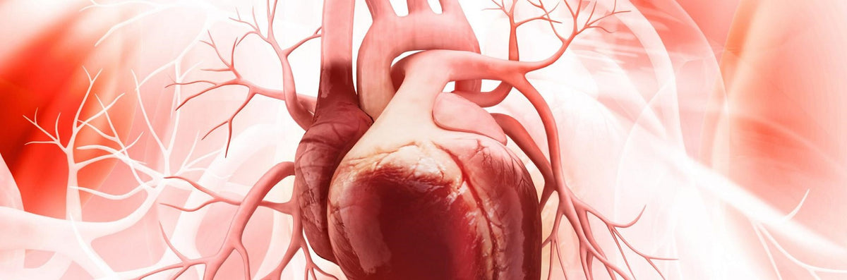 Heart dissection - Video – Science Resource Box