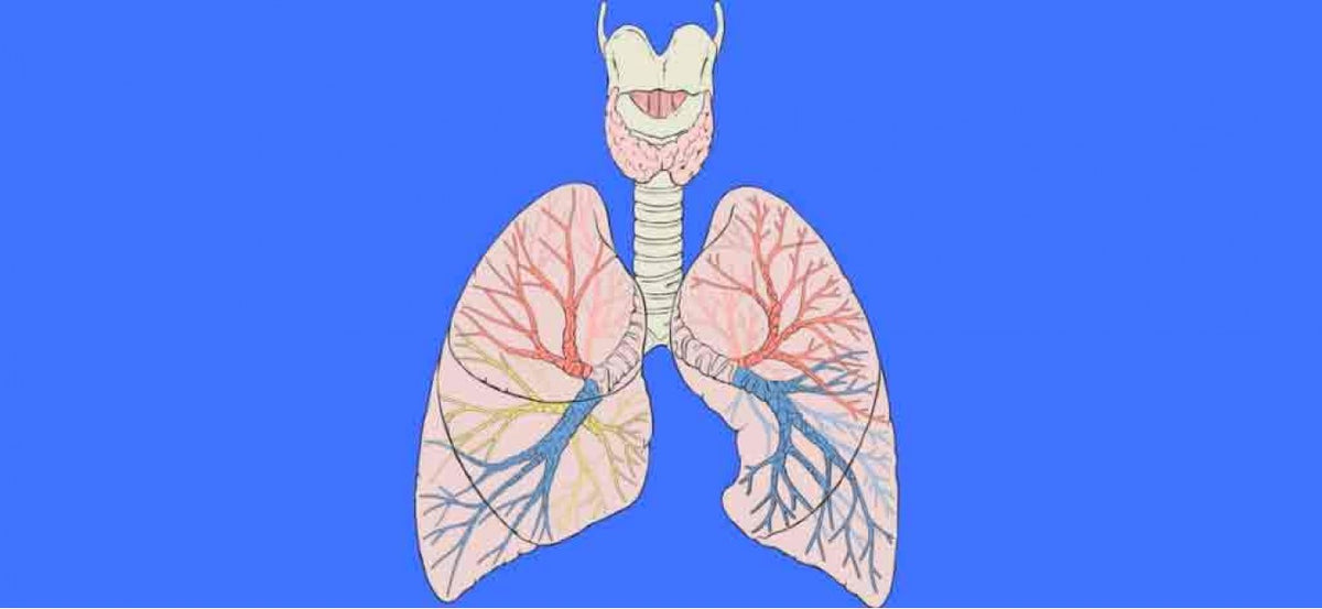 Lung dissection - Video – Science Resource Box