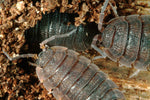 Woodlice starter colony