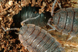 Woodlice starter colony