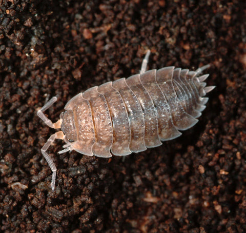 Woodlice starter colony