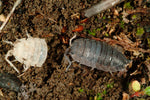 Woodlice starter colony