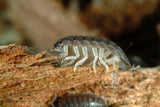 Woodlice starter colony