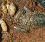 Woodlice starter colony