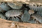 Woodlice starter colony