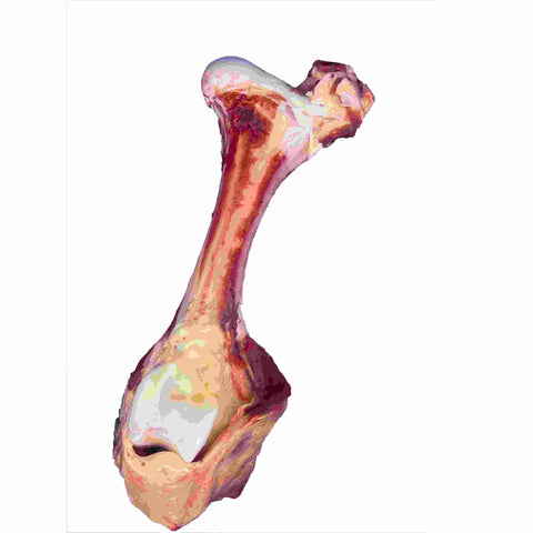 Cow femur (whole, x1 pack) — frozen