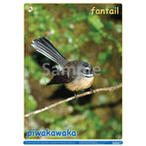 NZ Native Forest Birds 3 DIGITAL FILE