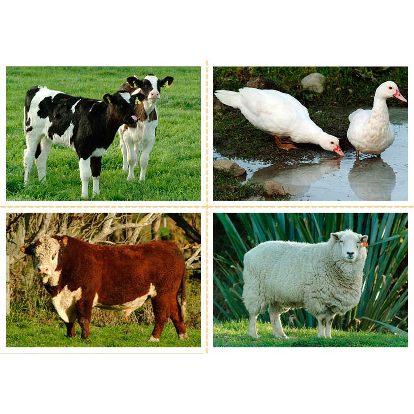 Farmyard Animals – Science Resource Box
