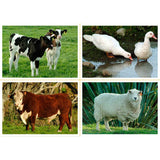 Farmyard Animals (pdf download)
