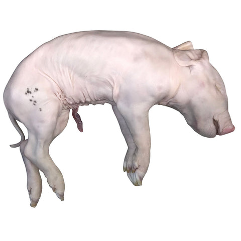 Stillborn pig (36+ cm, x1) — frozen