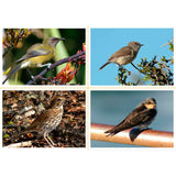 NZ Birds (pdf download)