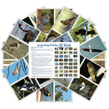 NZ Birds (pdf download)