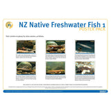 NZ Native Freshwater Fish 1
