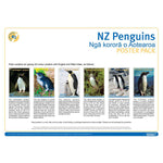 NZ Penguins