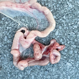 female pig reproductive system showing ovary, follicles, oviduct and branch of uterus