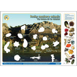 Rocky Seashore Animals (Interactive poster)