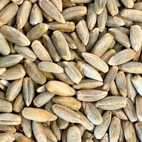 Rye seeds