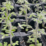 Tree lucerne seeds (NCEA Level 2 Bio, AS 2.3)