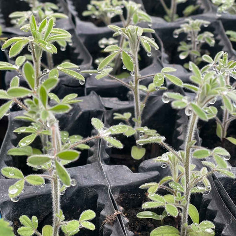 lucerne plant seeds Tree lucerne seeds (NCEA Level 2 Bio, AS 2.3) – Science Resource Box