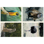Zoo Animals (pdf download)