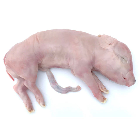 Stillborn pig (28–36 cm, x1) — frozen